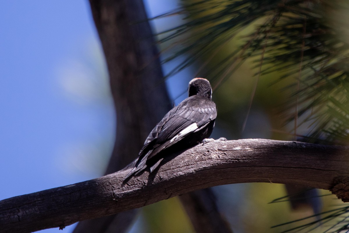 White-headed Woodpecker - ML622087465