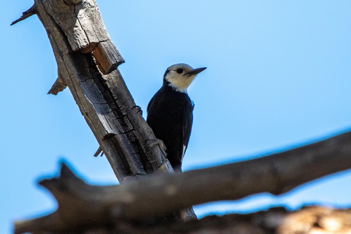 White-headed Woodpecker - ML622087466