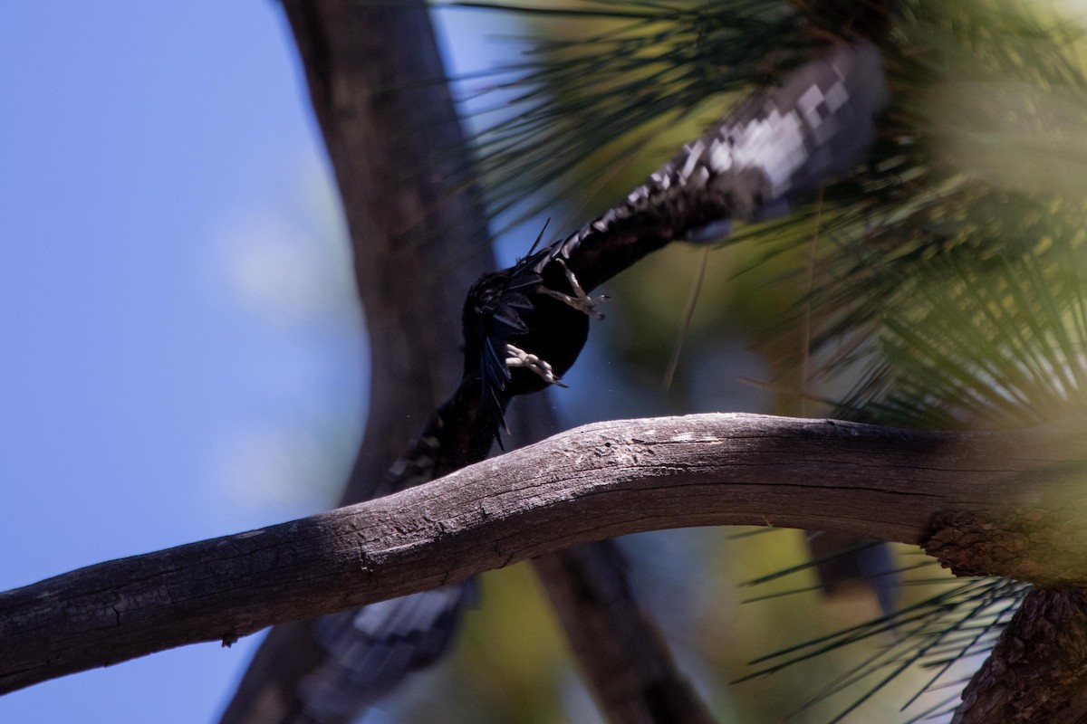 White-headed Woodpecker - ML622087467