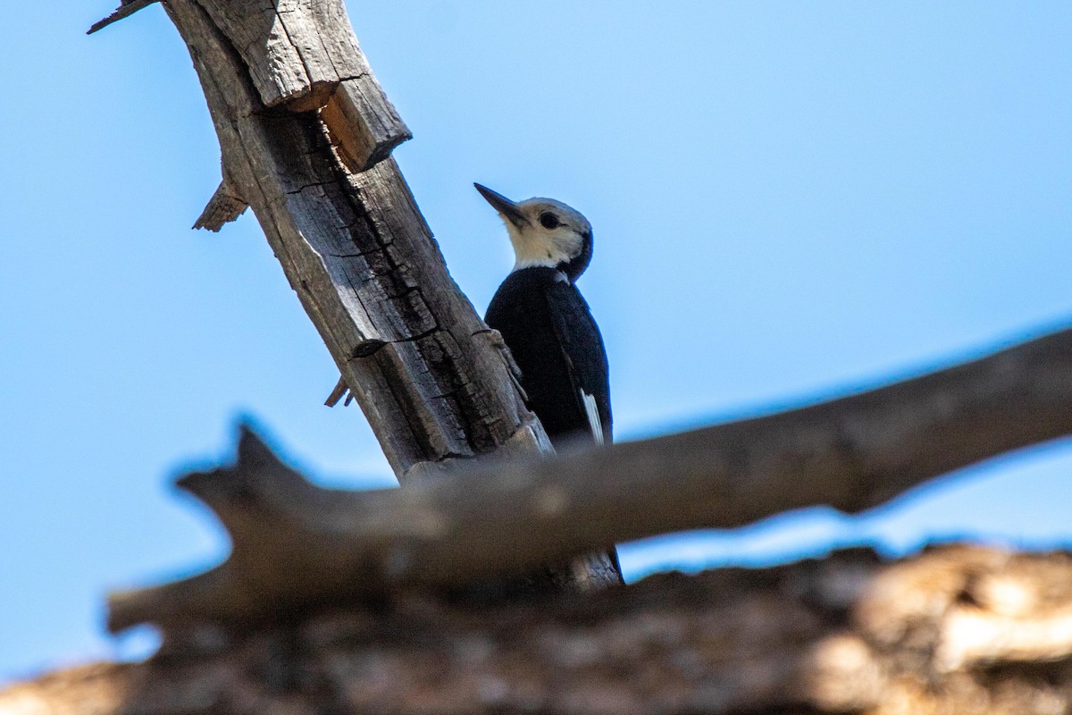White-headed Woodpecker - ML622087468