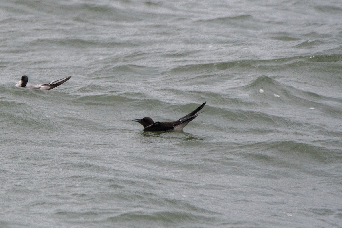 Sooty Tern - ML622087469