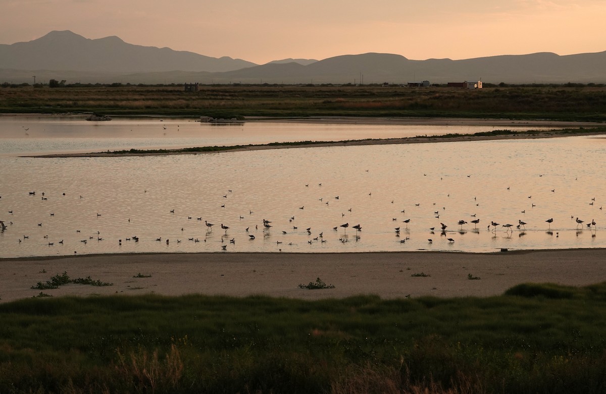 Wilson's Phalarope - ML622087470