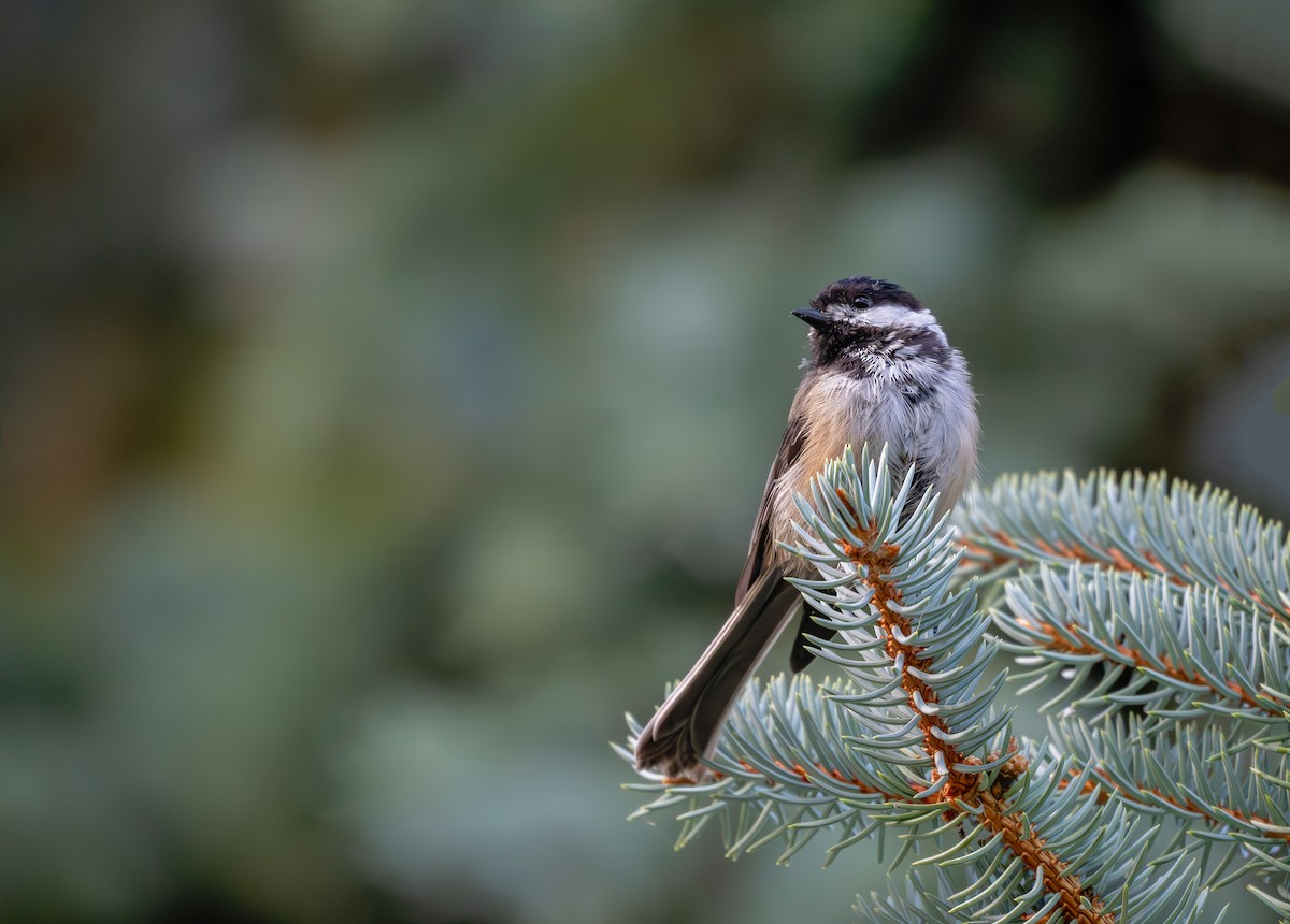 Black-capped Chickadee - ML622087472