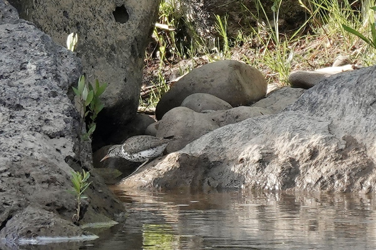 Spotted Sandpiper - ML622087474