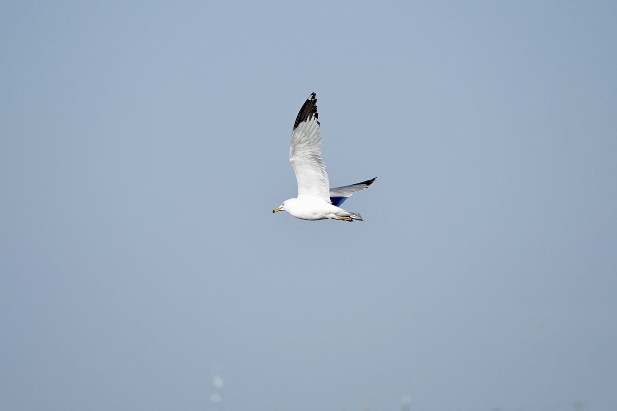 Ring-billed Gull - Bob Greenleaf