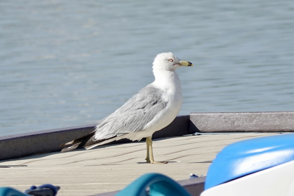 Ring-billed Gull - Bob Greenleaf