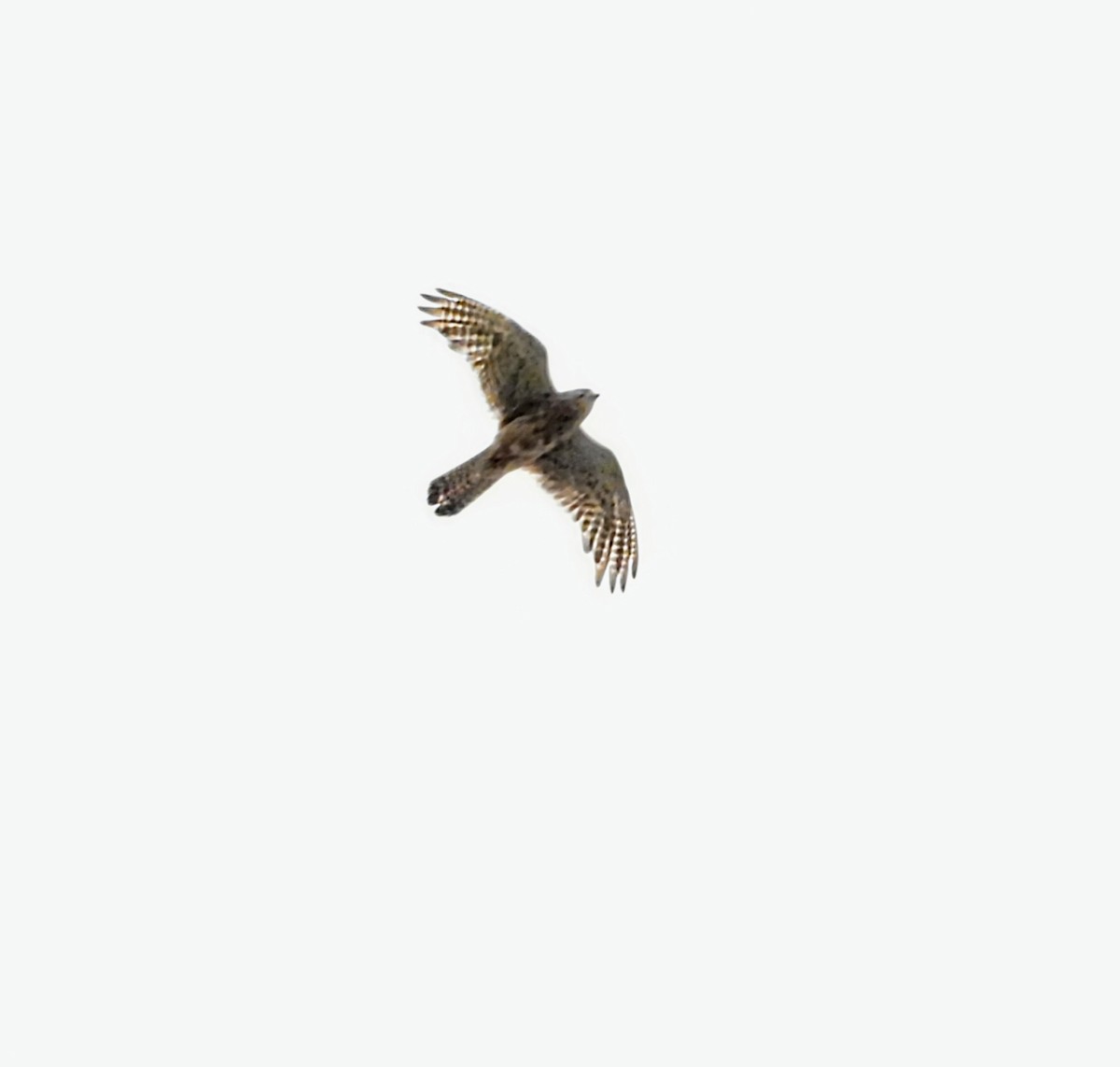 Eurasian Sparrowhawk - ML622087481