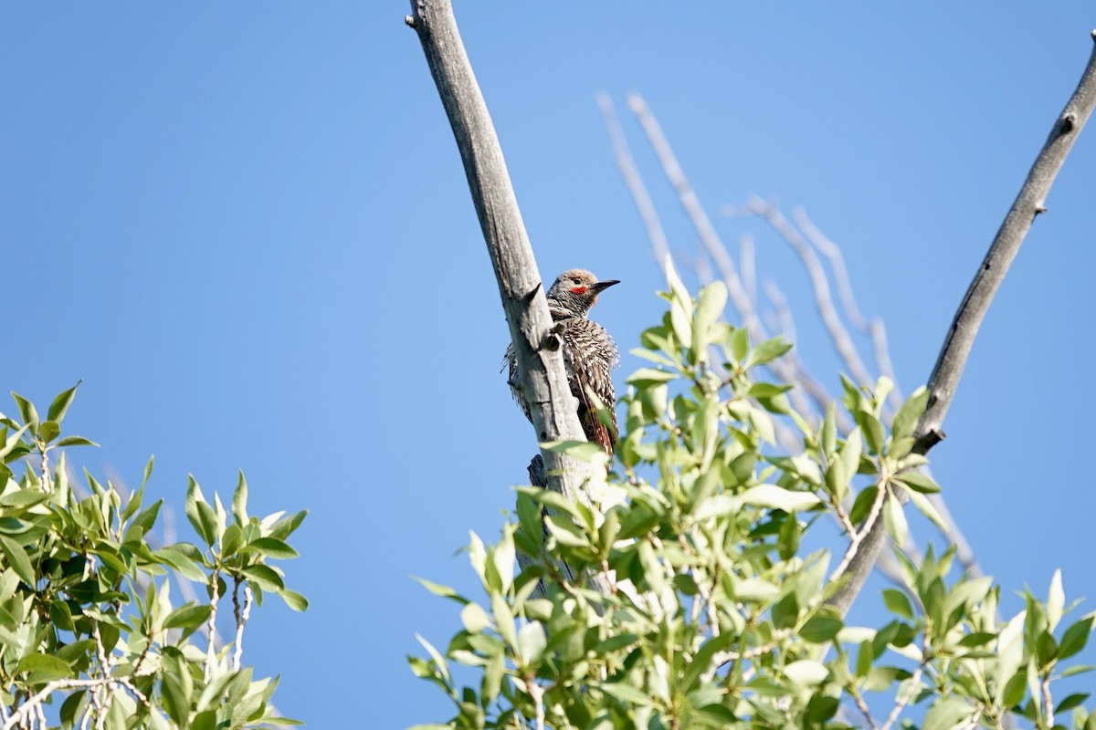 Northern Flicker - ML622087482