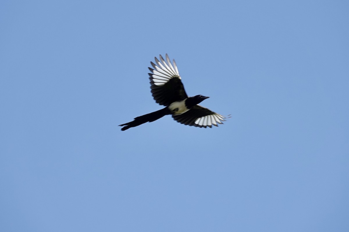 Black-billed Magpie - ML622087484