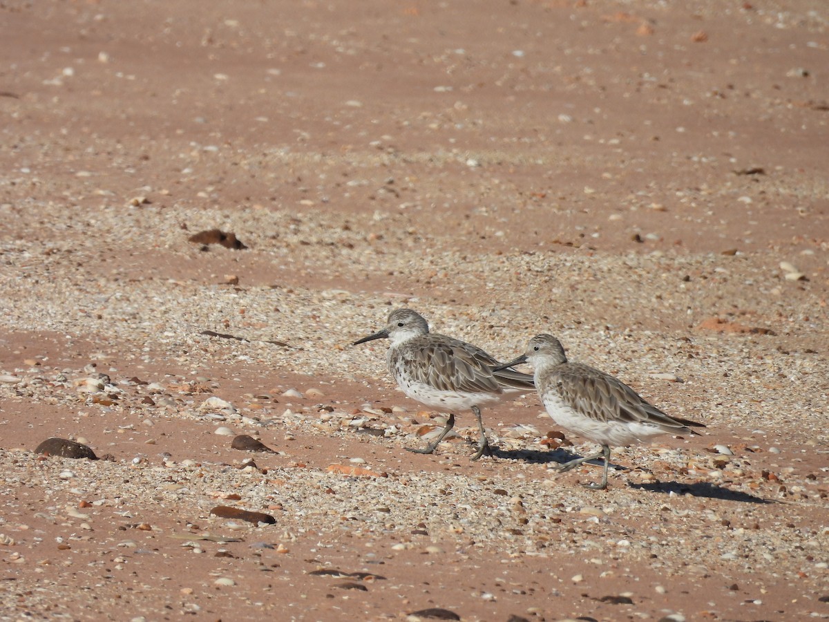 sibirsnipe - ML622087559