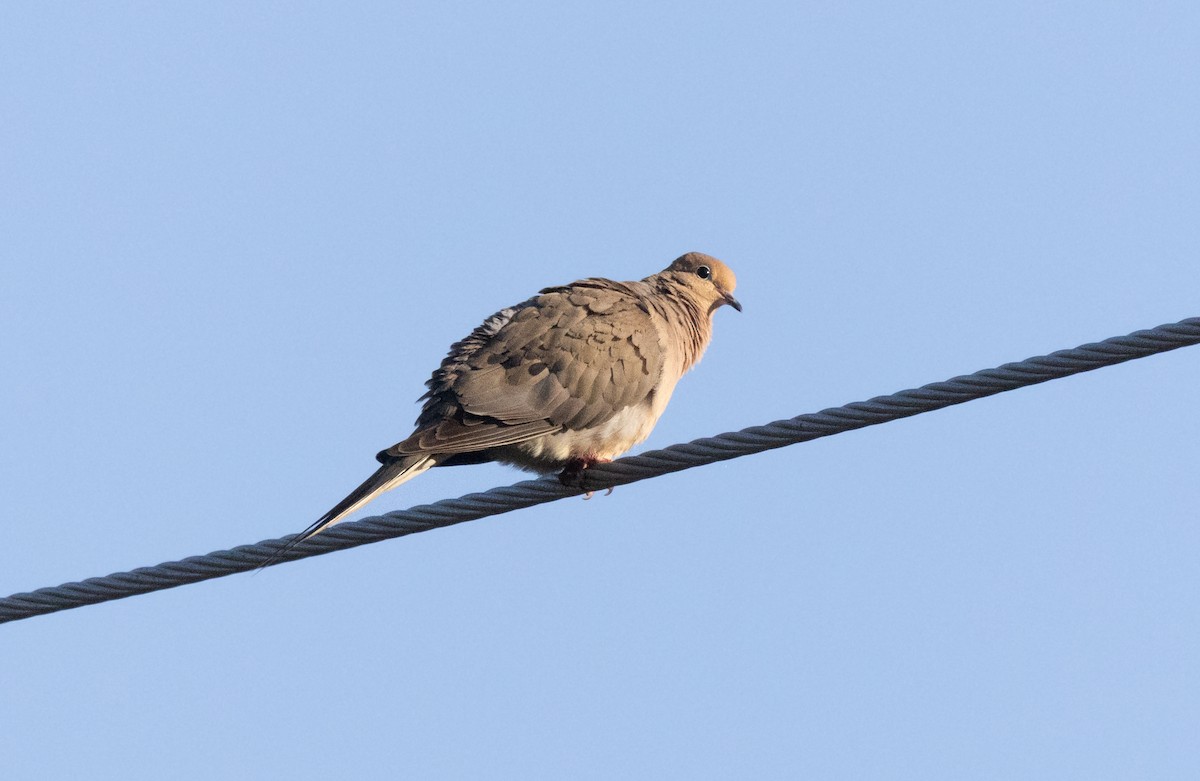 Mourning Dove - ML622087594