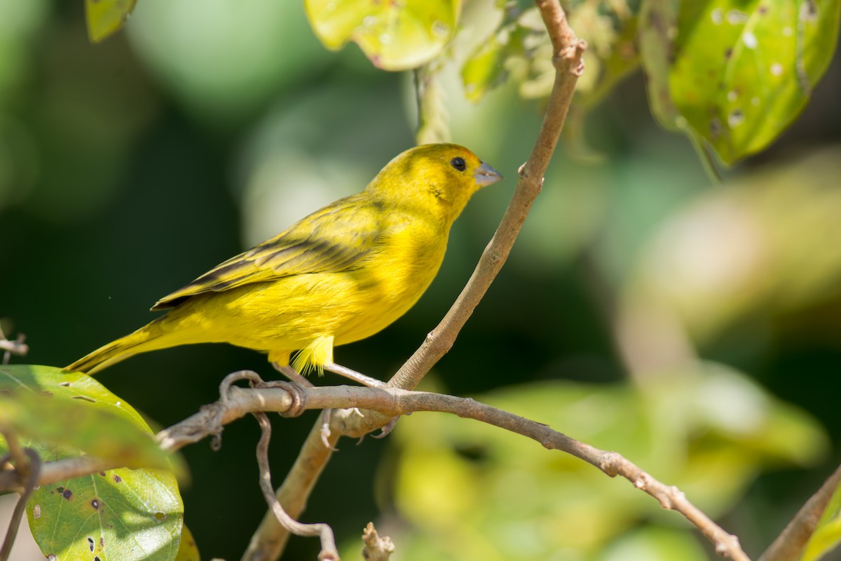 Saffron Finch - ML622087608