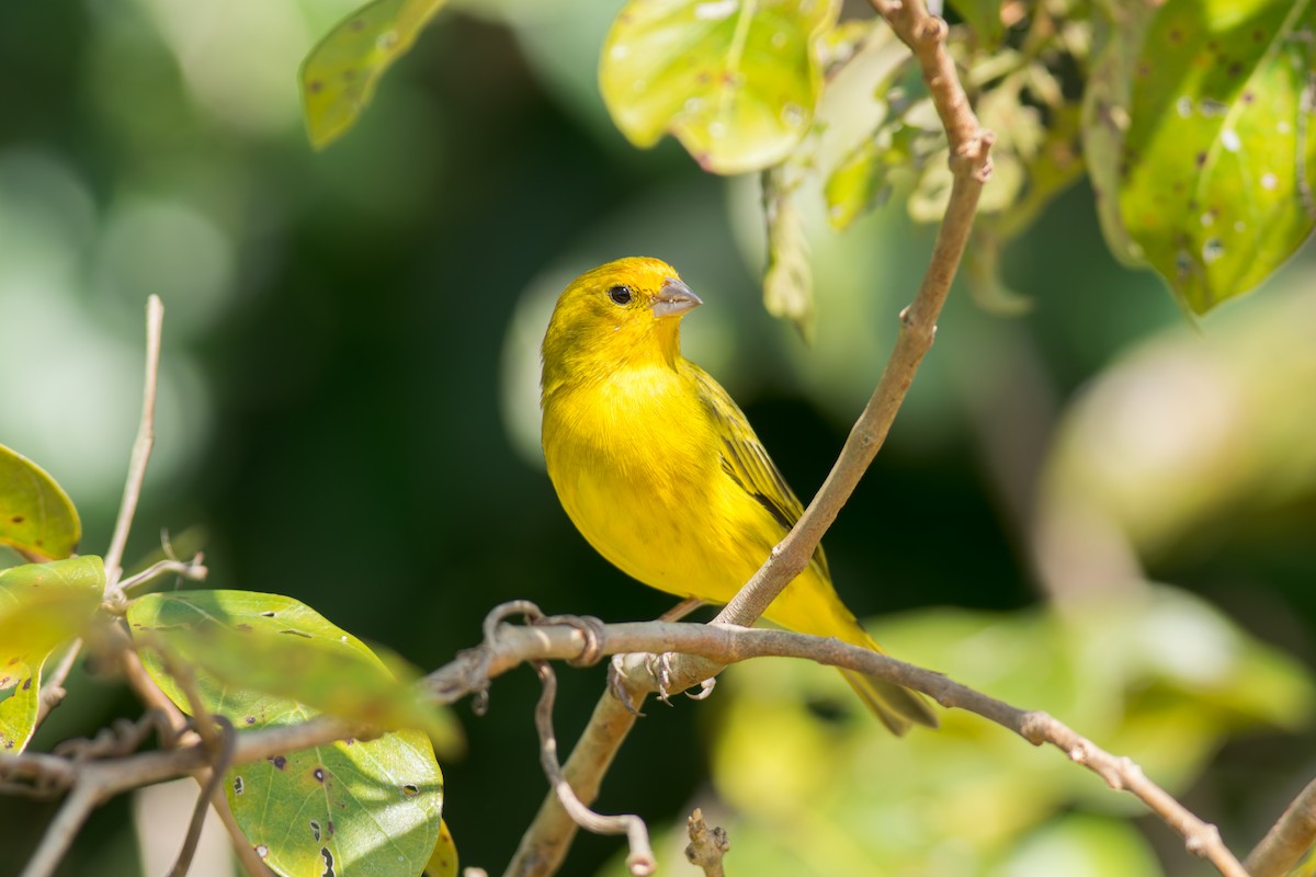 Saffron Finch - ML622087609