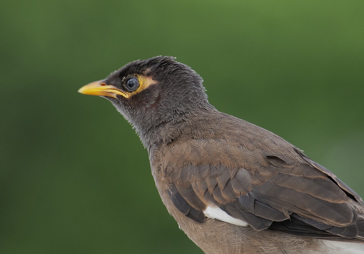 Common Myna - ML622087652