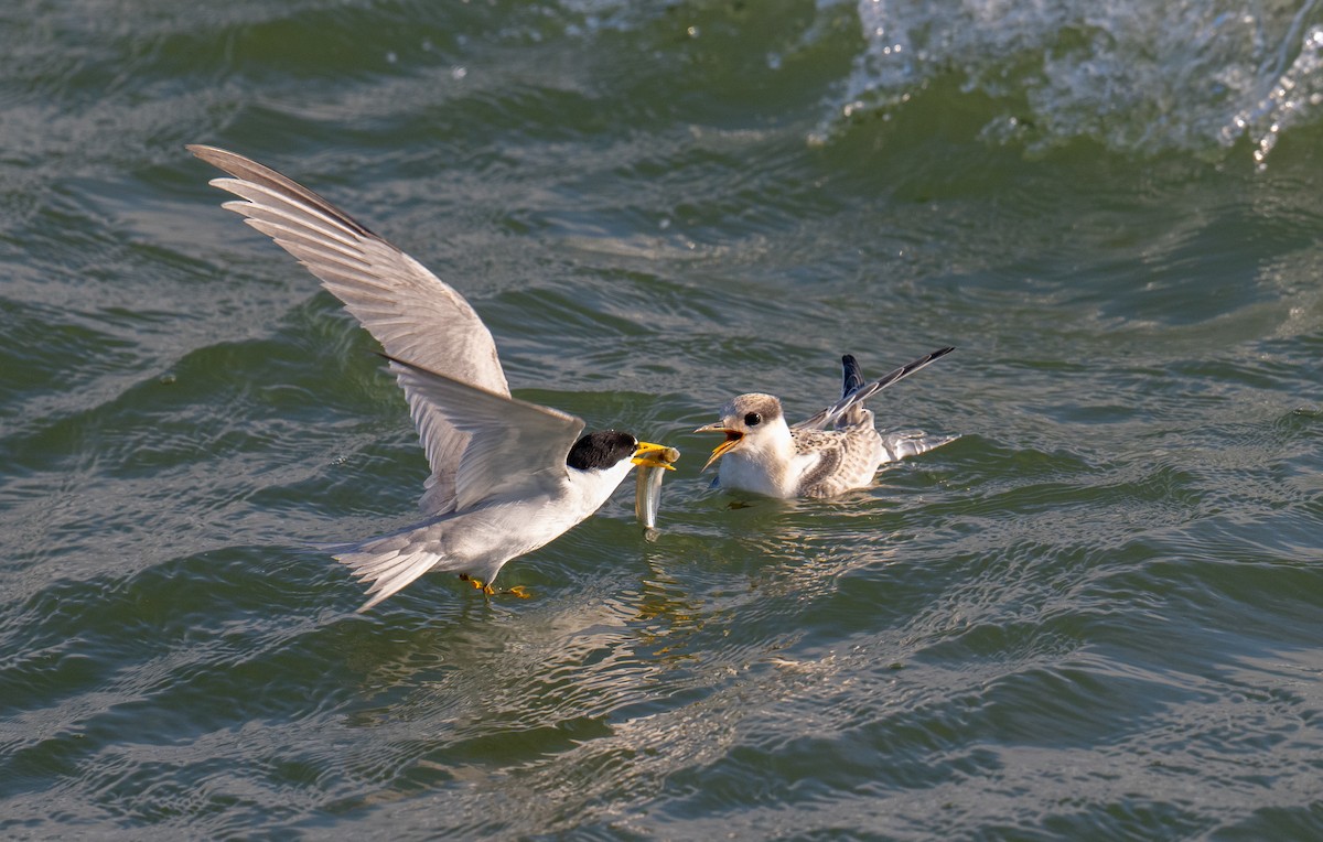 Least Tern - Colin McGregor