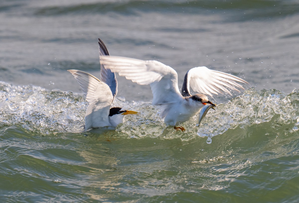 Least Tern - ML622087654