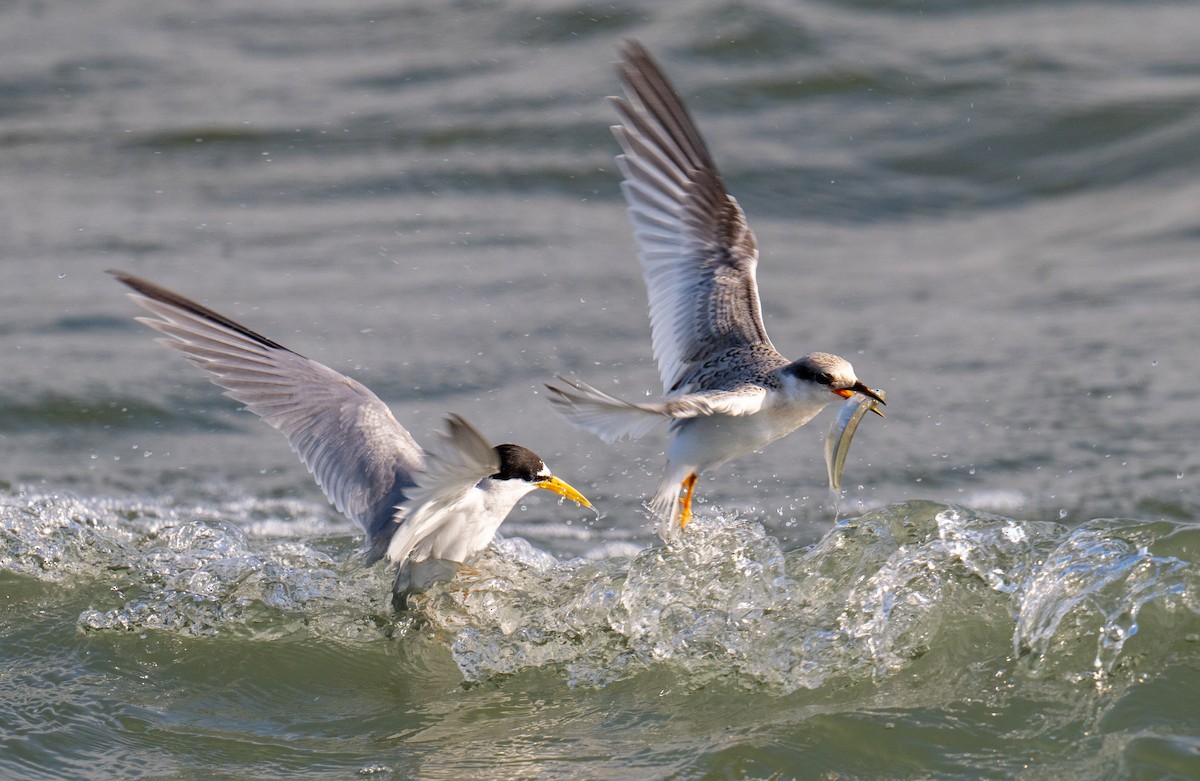 Least Tern - ML622087657