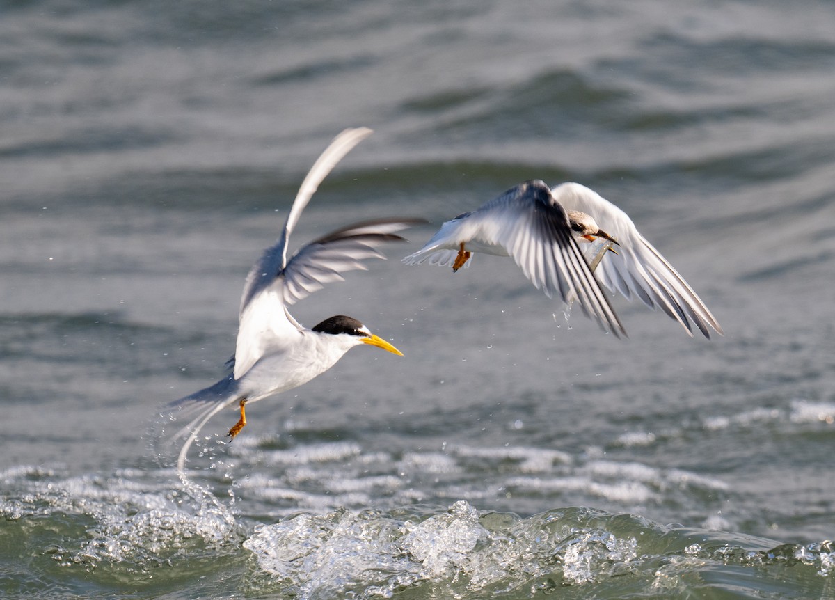 Least Tern - ML622087695