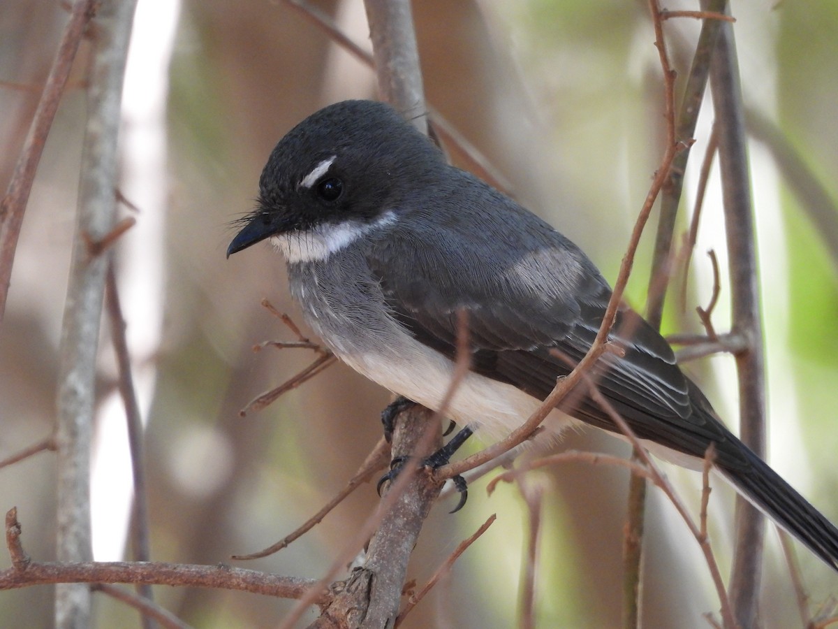 Northern Fantail - ML622087716