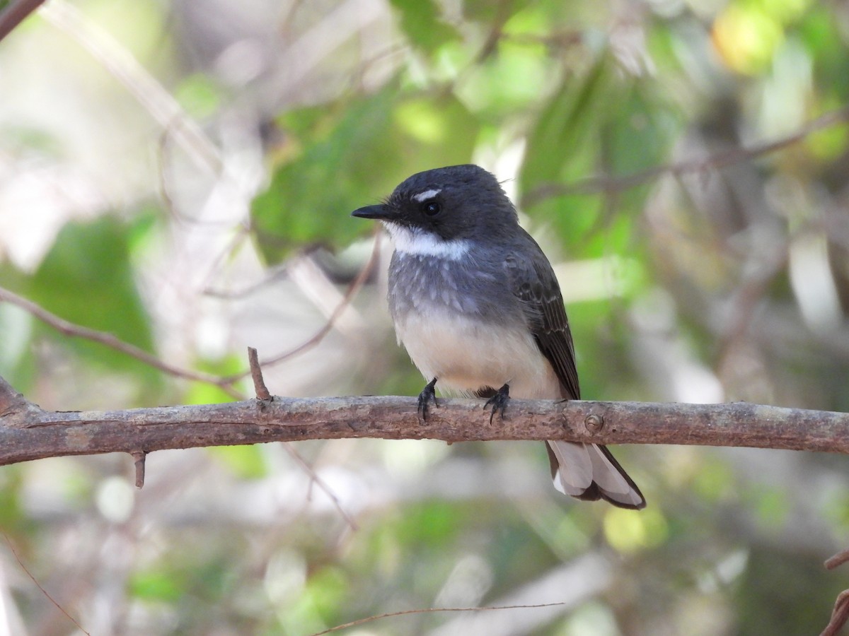 Northern Fantail - ML622087717