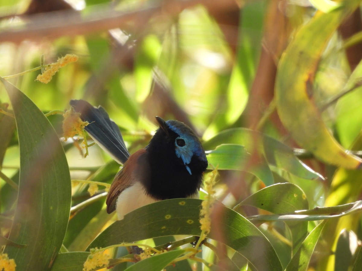 Purple-backed Fairywren - ML622087718