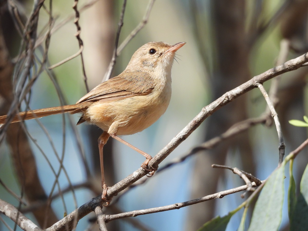 Red-backed Fairywren - ML622087719