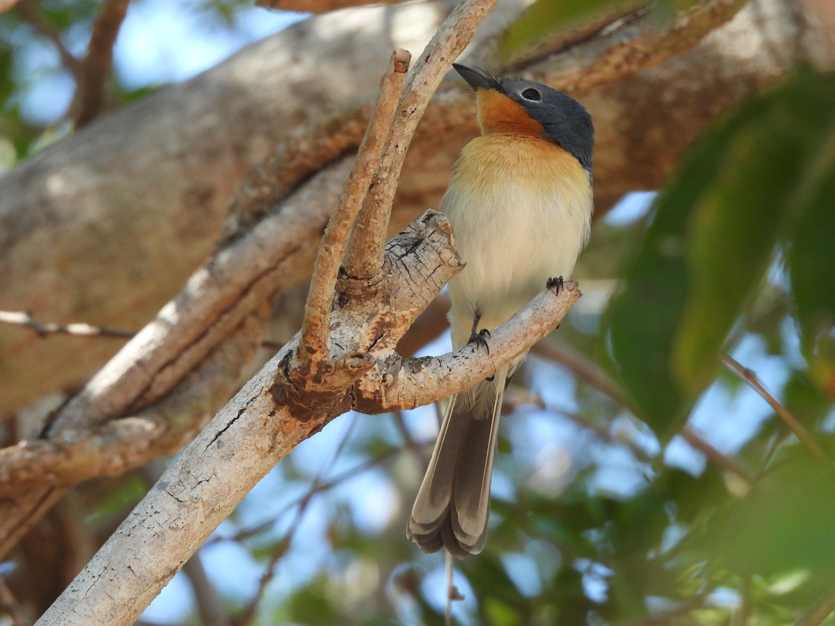 Broad-billed Flycatcher - ML622087721