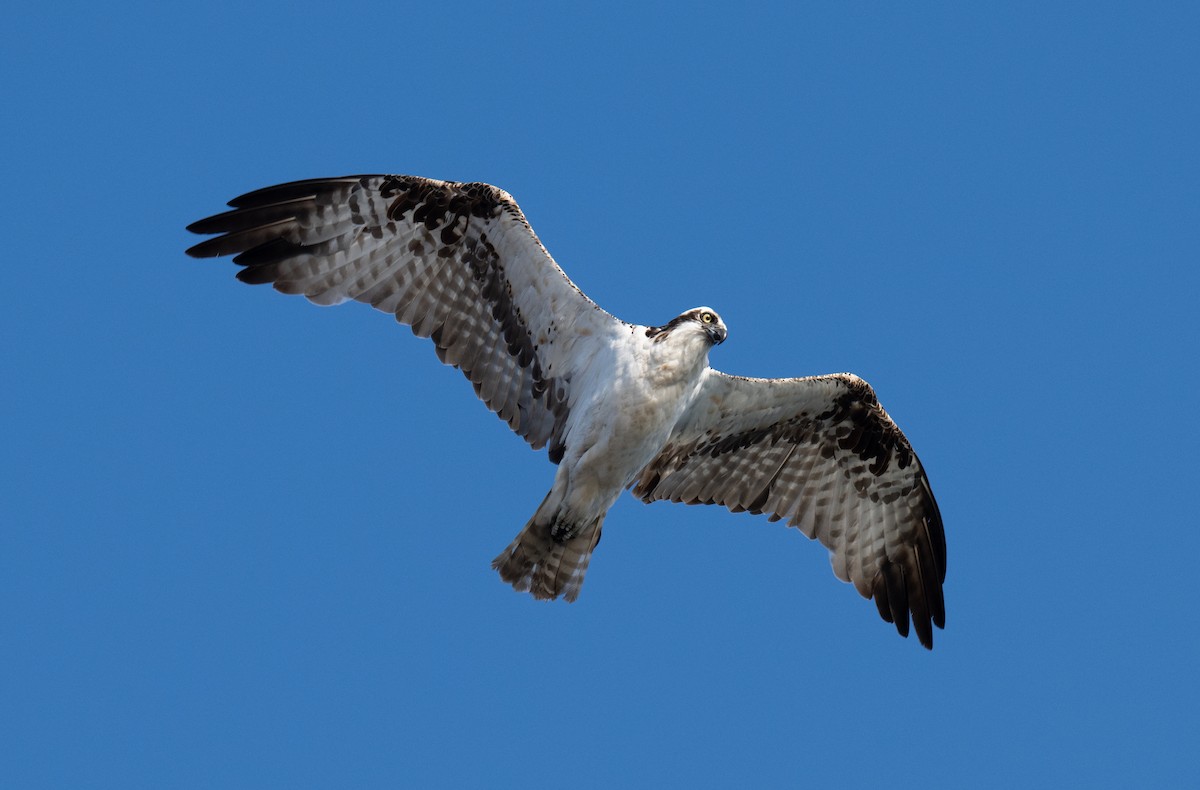 Balbuzard pêcheur - ML622087725