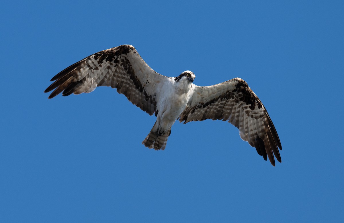 Balbuzard pêcheur - ML622087726