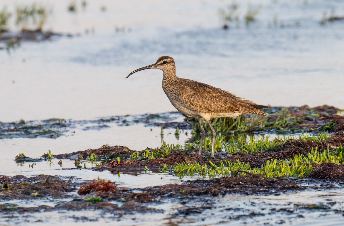 Whimbrel - ML622087728