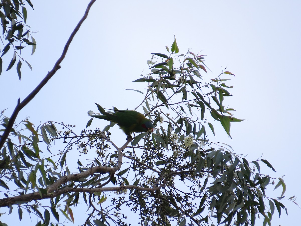 Musk Lorikeet - ML622087729