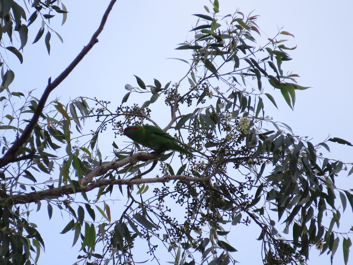 Musk Lorikeet - ML622087730