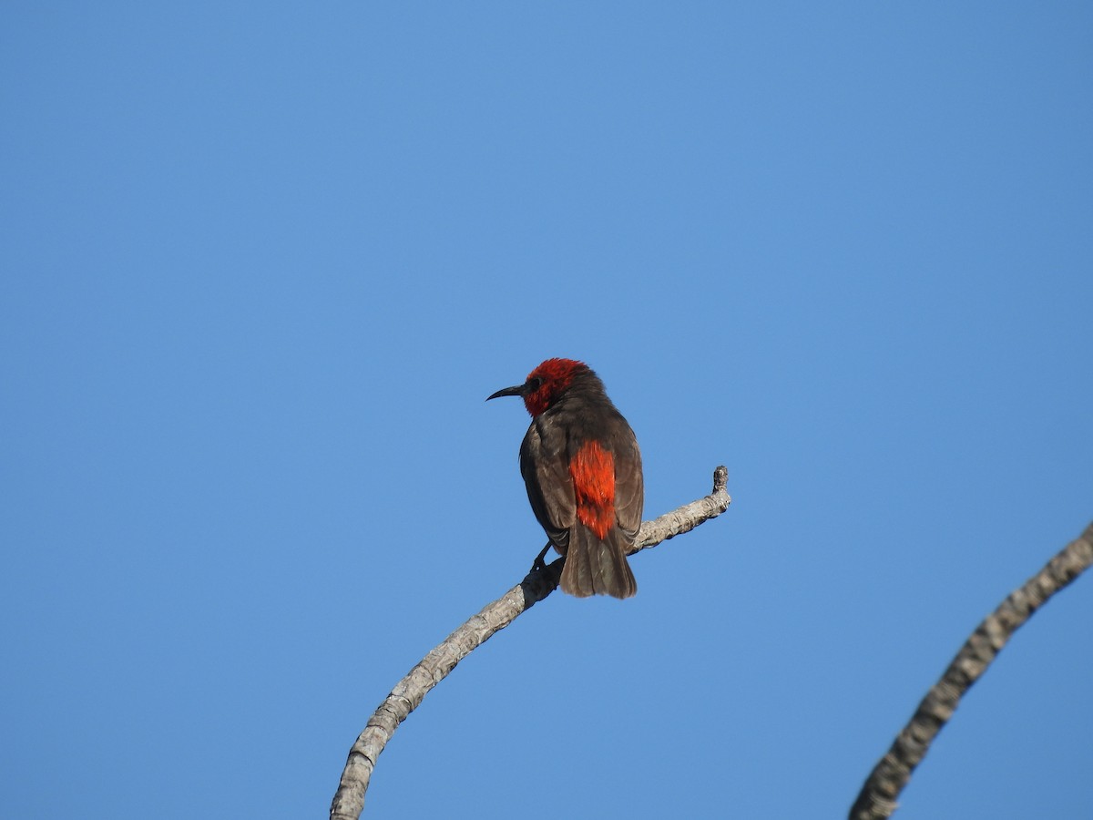 Red-headed Myzomela - ML622087731