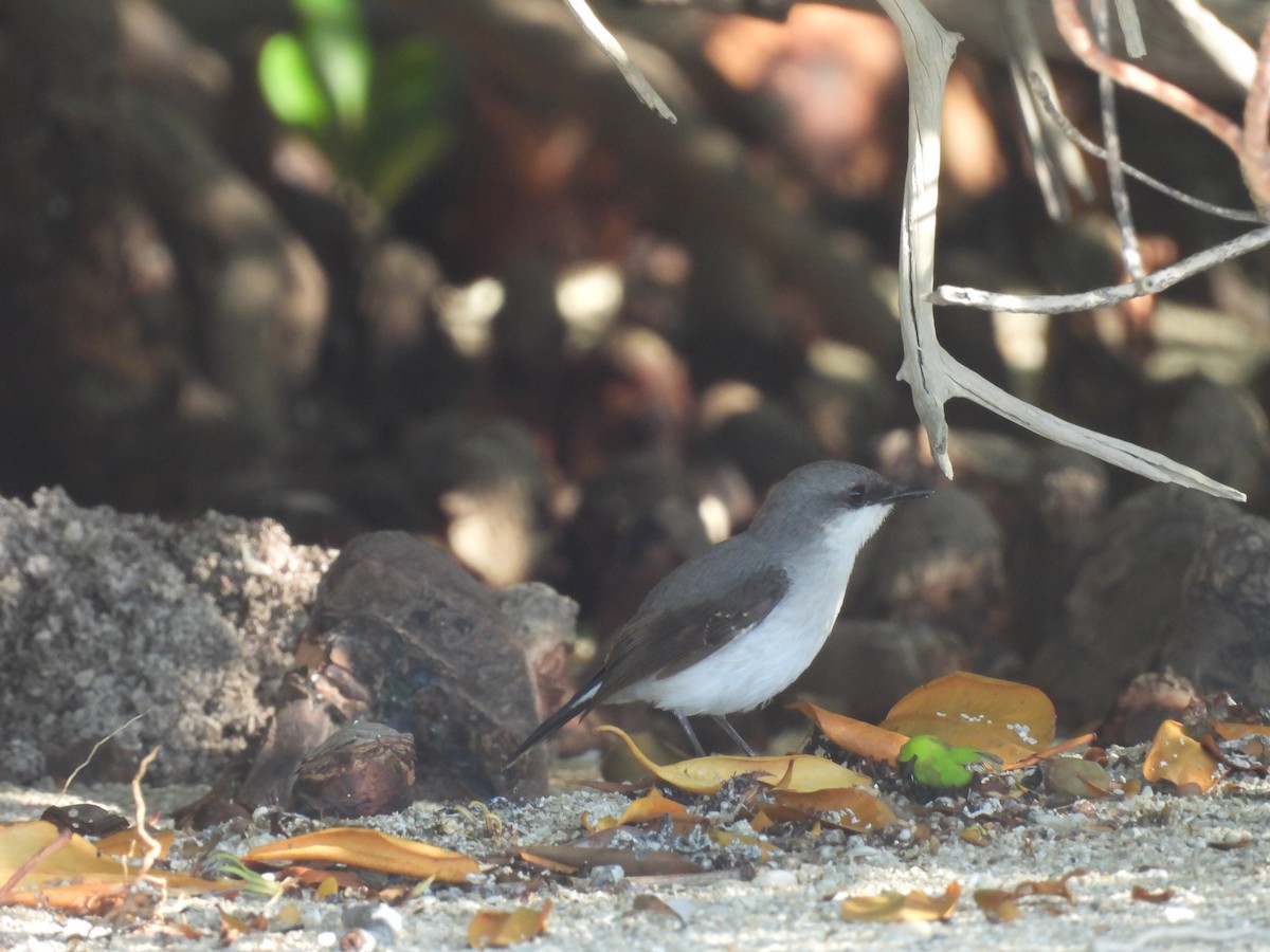 Mangrove Robin - ML622087732