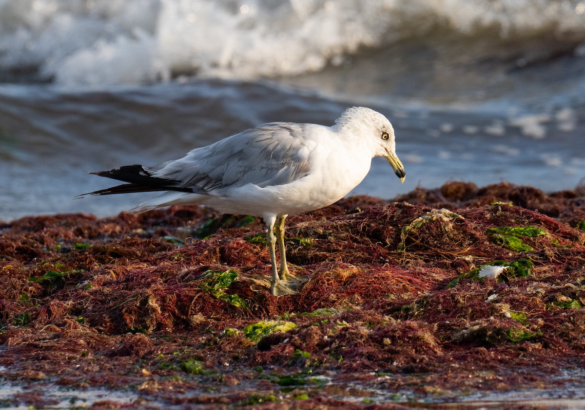 Ring-billed Gull - ML622087733