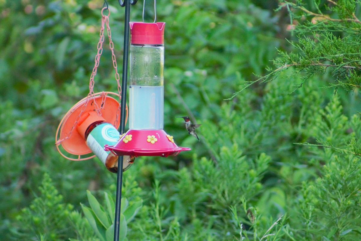 Colibri à gorge rubis - ML622087734