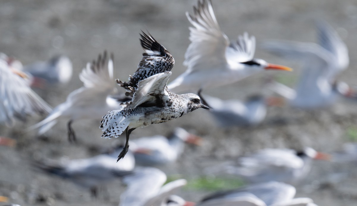 Black-bellied Plover - ML622087735