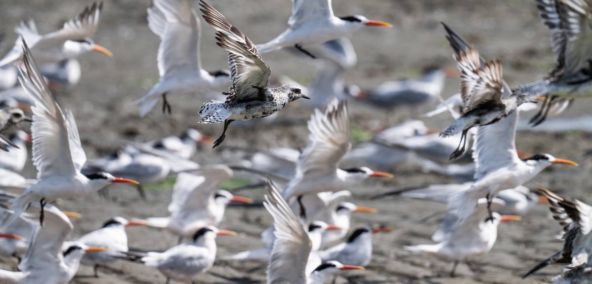 Black-bellied Plover - ML622087736