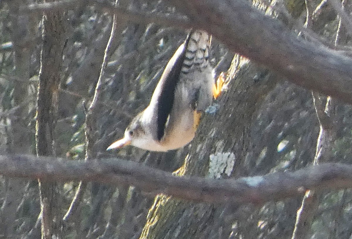 Varied Sittella (Black-capped) - ML622087737