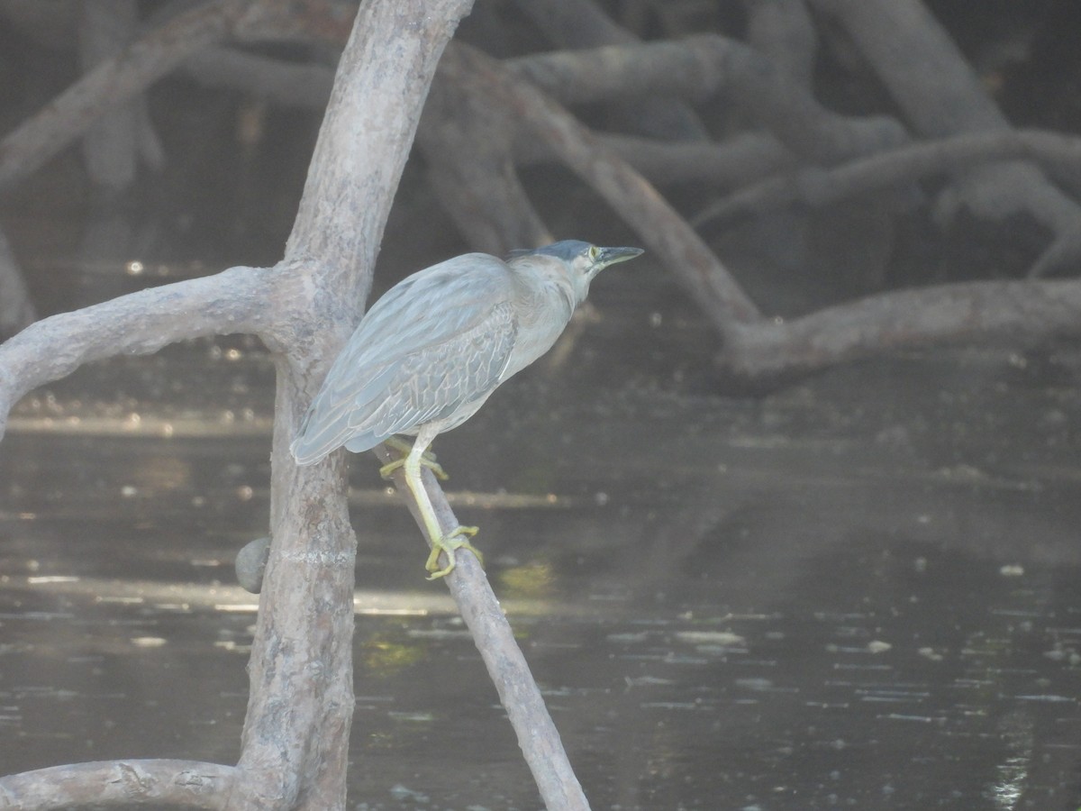 Striated Heron - Chanith Wijeratne