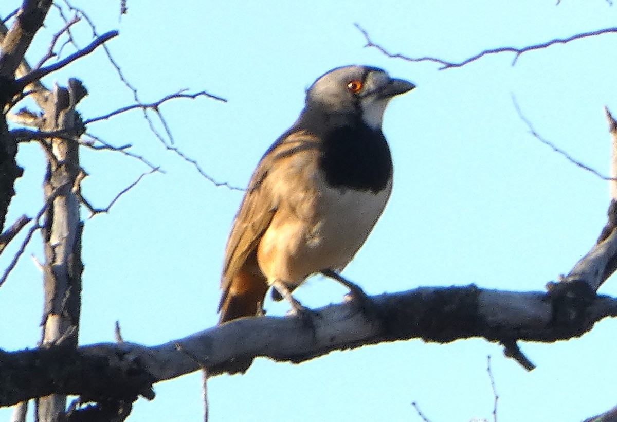 Crested Bellbird - ML622087739