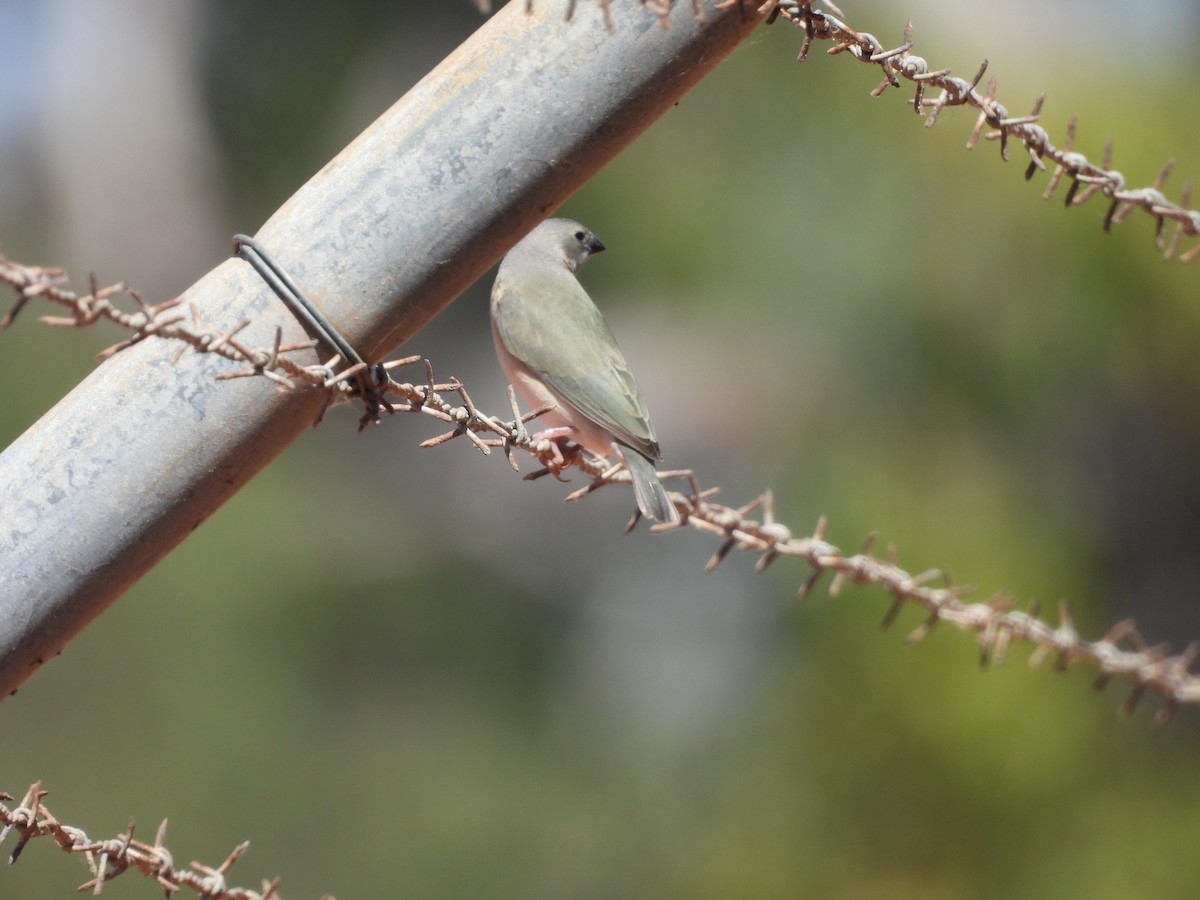 Gouldian Finch - ML622087742