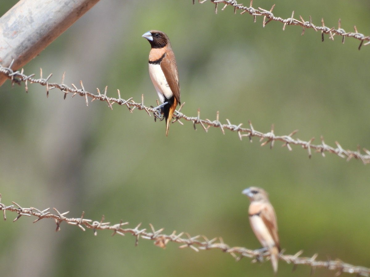 Chestnut-breasted Munia - ML622087744