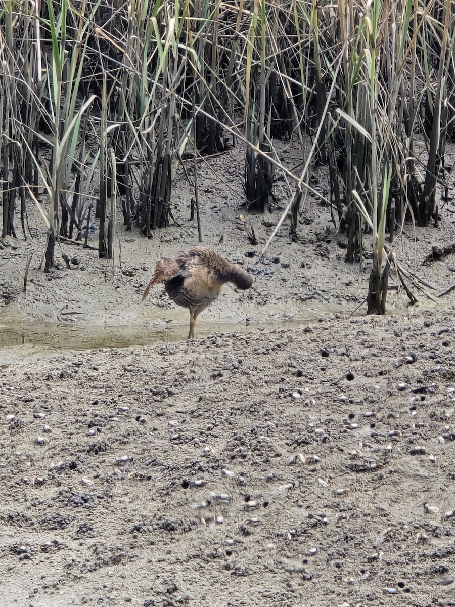 Clapper Rail - ML622087745