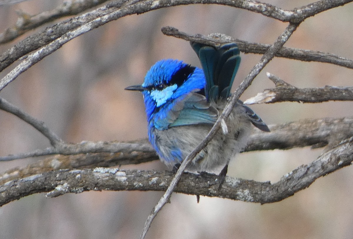 Splendid Fairywren - ML622087746