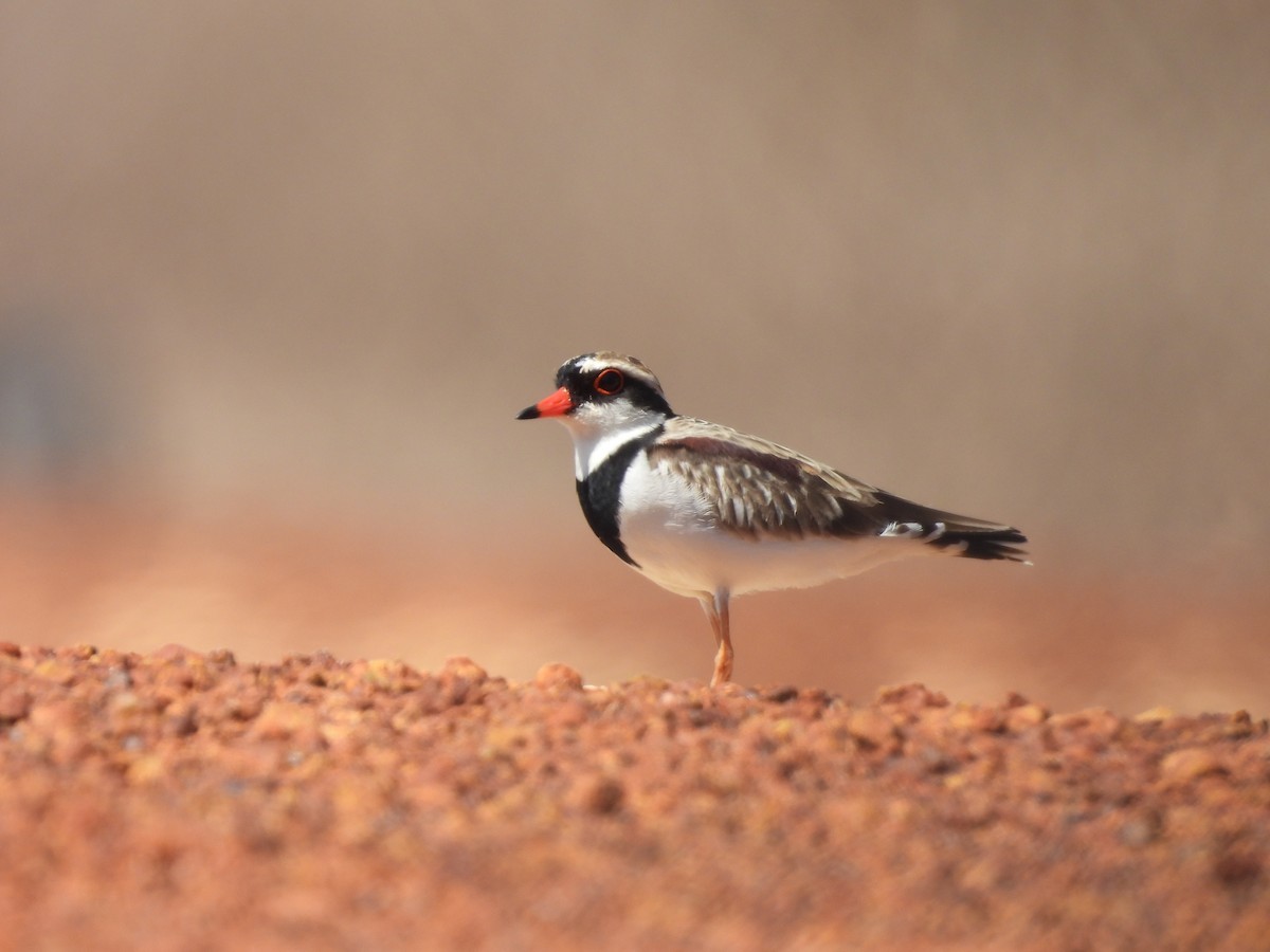 Black-fronted Dotterel - ML622087749