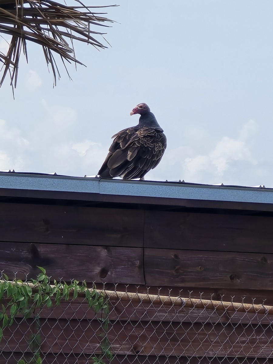 Turkey Vulture - ML622087751