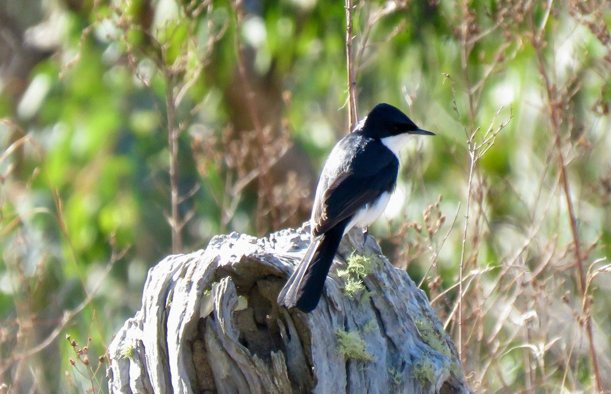 Restless Flycatcher - ML622087752