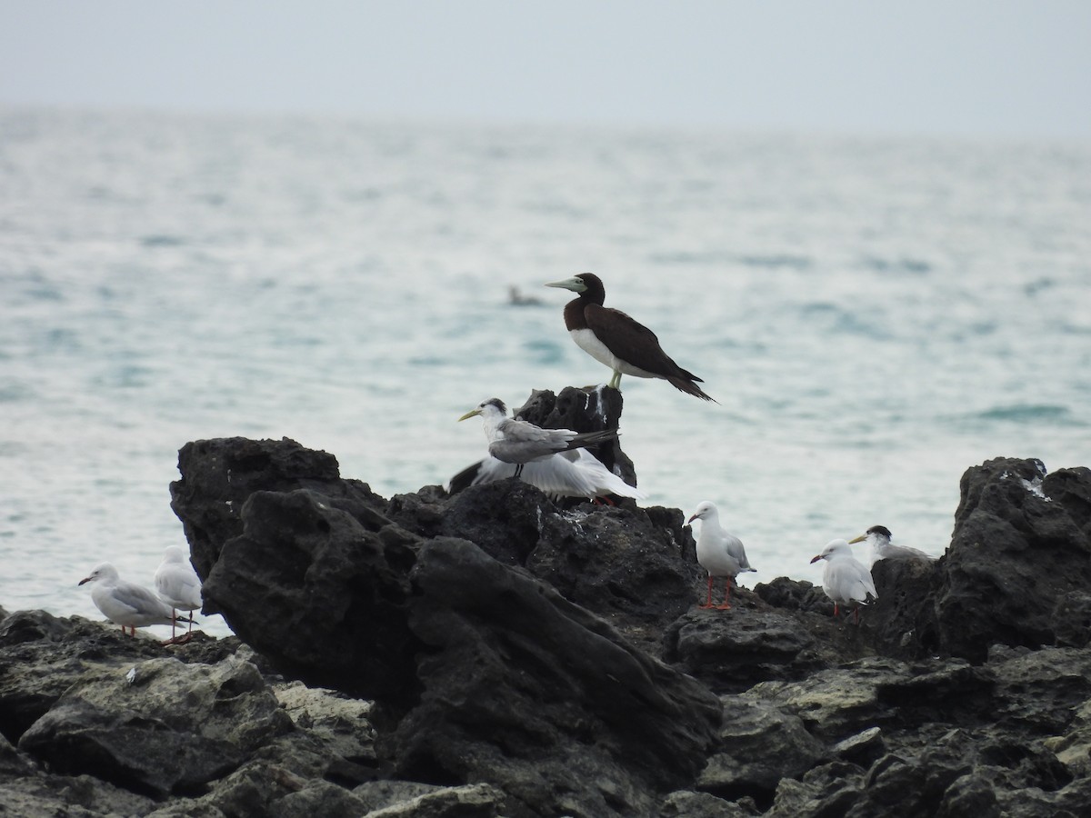 Brown Booby - ML622087760
