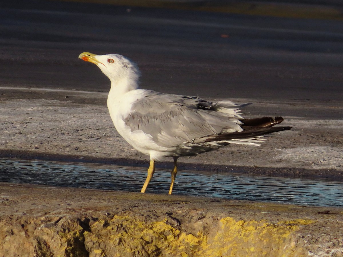 Yellow-legged Gull - Kseniia Marianna Prondzynska